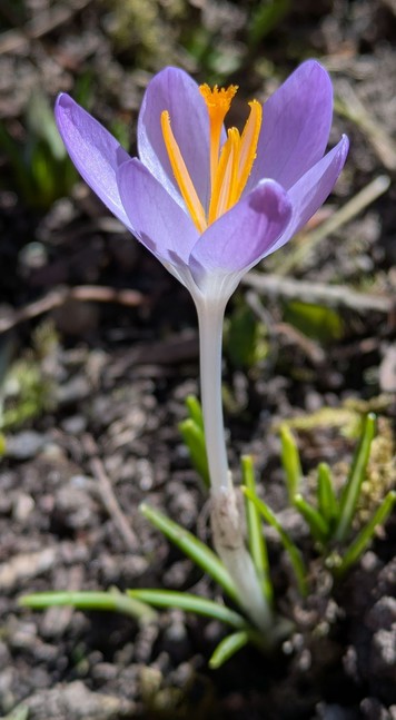 eine hellblaue, von der Sonne angeleuchtete Blüte, Krokusblüte, bei der die orangen Stempel gut sichtbar sind 