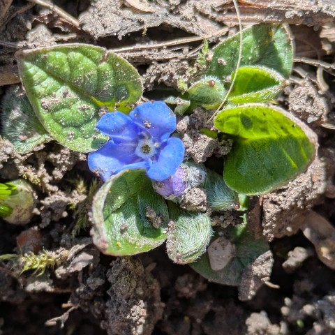 eine einzelne blaue Blüte vom Vergissmeinnicht 