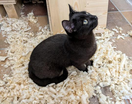 ein kleiner schwarzer Kater sitzt auf dem Boden mitten in Hobellocken 