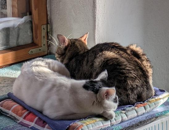 eine fast weiße und eine graugetigerte Katze liegen gemeinsam auf einem Kissen am Fenster in der sanften Sonne 