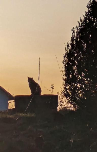 gegen den bunten Himmel vom Sonnenuntergang hebt sich die Figur einer sitzenden Katze ab, die auf ein paar Betonsteinen sitzt