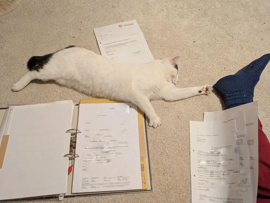 ein offener Ordner und ein paar lose Blätter, die einsortiert werden wollen und eine fast weiße Katze liegt ausgestreckt auf Papier und dazwischen 