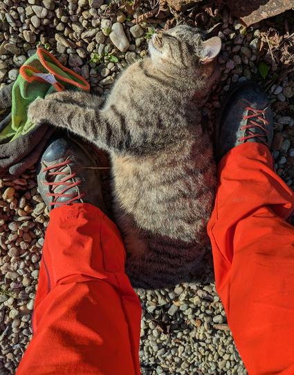 eine graugetigerte Katze liegt mit geschlossenen Augen ganz entspannt zwischen schwarzen Arbeitsschuhen in der Sonne, orange Hose