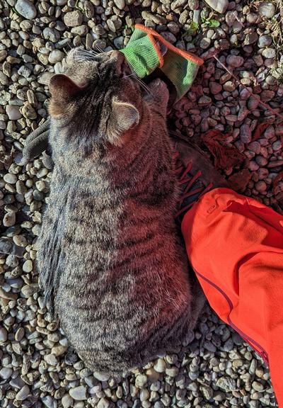 eine graugetigerte Katze liegt mit geschlossenen Augen ganz entspannt auf schwarzen Arbeitsschuhen und gelben Arbeitshandschuhen in der Sonne, orange Hose