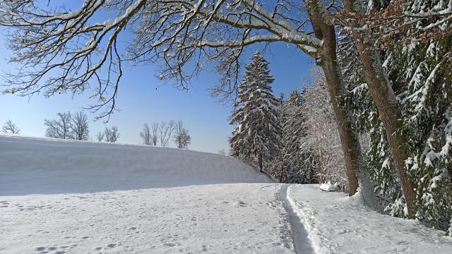 Bild zeigt einen in den 30 cm hohen Schnee getrampelten Pfad entlang eines Waldes auf der rechten Seite, dessen Bäume und Büsche sie Äste schneebedeckt über den Pfad in den blauen sonnigen Himmel recken. Der Pfad führt leich hügelan, auf dem Hügel im Hintergrund ebenfall schneebedeckte Bäume, die sich klar und dunkel vom blauen Himmel abzeichnen. links im Bild die sonnenbedeckte verschneite Wiese.
