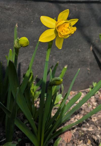 eine geöffnete gelbe gefüllte Blüte einer mittelgroßen Narzisse in der Sonne 