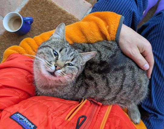 eine graugetigerte Katze liegt auf Beinen und kuschelt sich in einen Arm und schaut in die Kamera. Links davon eine Kaffeetasse 