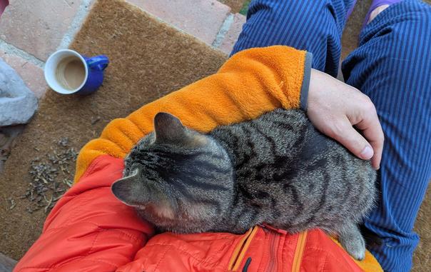 eine graugetigerte Katze liegt auf Beinen und kuschelt sich in einen Arm. Links davon eine Kaffeetasse 