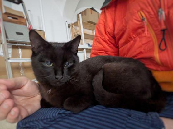 ein kleiner schwarzer Kater liegt auf untergeschlagenen Beinen und schaut in die Kamera 