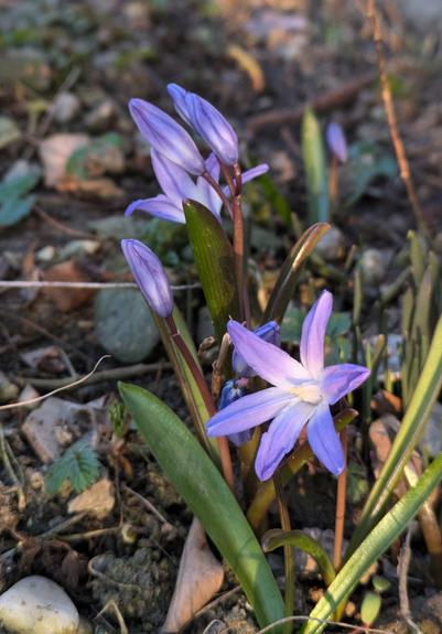 kleine lila Blumen in der flachen Morgensonne. Eine Blüte geöffnet und mehrere noch in Vorbereitung 