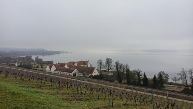 Bild von oben nach unten auf das Bodenseeufer fotografiert. Im Vordergrund ein Feld mit nackten Weinreben (Winter) , unten am Feldrand eine kleine Straße, die zu einem großen Bauernhof am Ufer des Sees führt. Der See liegt noch einbisschen im nebel und das Ufer im Hintergrund verschwimmt im Dunst. Es hat keine Sonne in diesem Bild, ein grauer Januartag mit Hochnebel.