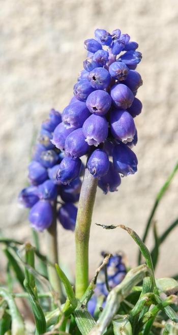 eine Nahaufnahme einer helllila Blüte einer Traubenhyazinthe