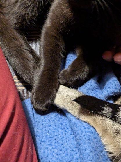 ein kleiner schwarzer Kater ist in Teilen zu erkennen und hat seine Vorderpfote auf eine gestreifte andere Pfote gelegt