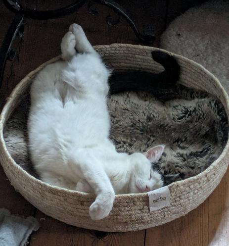 eine weiße Katze liegt auf dem Rücken in einem runden Körbchen und hat die Augen geschlossen 