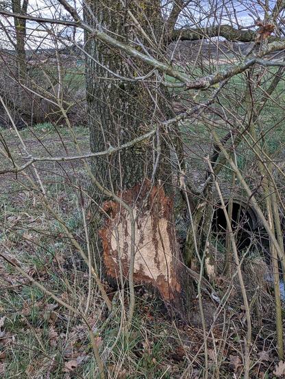 eine nicht mehr ganz junge Eiche, die an einem kleinen Kanal steht, ist auf 30 cm hoch und 20 cm breit vom Biber entrindet