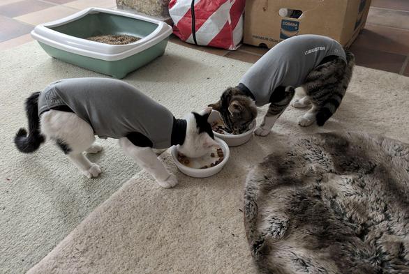 2 Katzen mit OP-Bodies fressen aus je einem Napf