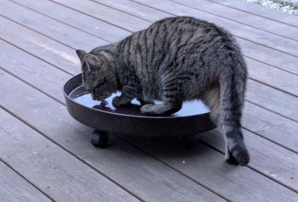 auf einer Holzterrasse steht eine graugetigerte Katze in einem rollbaren Pflanzgefäßuntersetzer und trinkt 