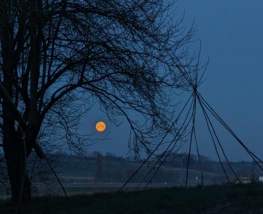 ein gelboranger Vollmond am hell werdenden graublauen Himmel kurz über dem Horizont von den Bögen der Äste eines Zwetschgenbaumes gerahmt 