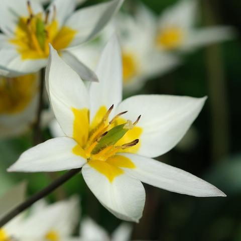 Nahaufnahme einer geöffneten Tulpenblüte. Weiße Blütenblätter mit ein bisschen Gelb im Zentrum. Staubgefäße und Stempel sind gut erkennbar 