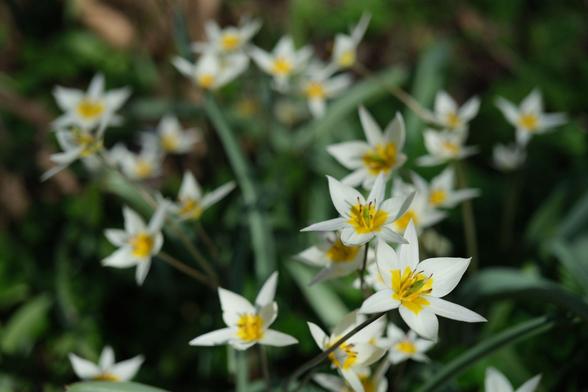mehrere weißgelbe geöffnete Wildtulpenblüten, nach hinten unscharf werdend