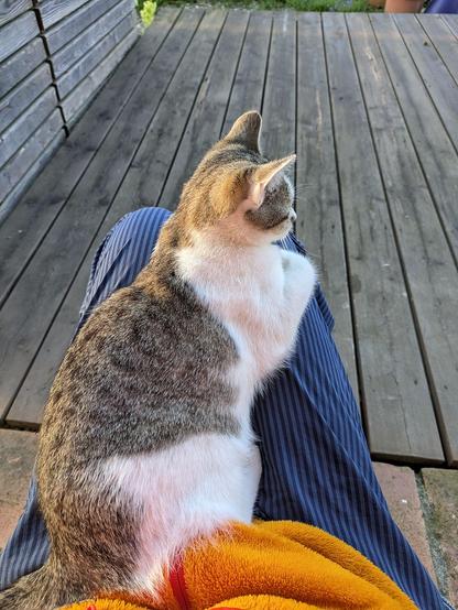 ein weißgetigerter kleiner Kater liegt auf Beinen. Holzterrasse dahinter 