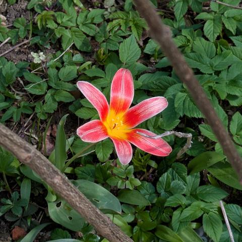 eine rötliche Tulpenblüte mit gelbem Grund
