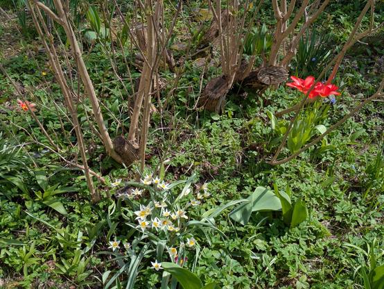 drei verschiedene Sorten Tulpen blühen im Grün