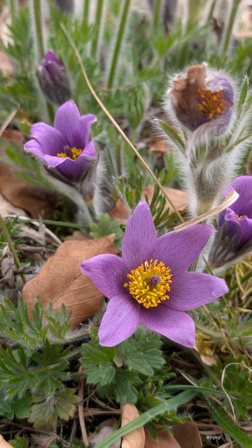 Bild eines geöffneten violett blühenden sechsblättrigen Blütenkelchs einer Küchenschelle. Die Blütenblätter laufen in der Spitze eines V aus. Innen finden wir ca. 1 cm hohe gelbe Blütenstempel, in derem inneren Kreis violette kleinere Stempel. Hinter der geöffnenten Blüte noch zwei andere, die rechte ist noch geschlossen und zeigt die Behaarung des Pflanzenstengels im Gegenlicht. Auf dem Boden noch trockene rote Blätter der Buche von letztem Jahr und schon neues Grün der Wiese.