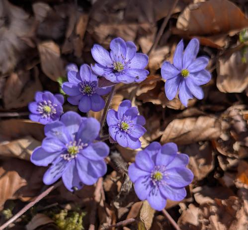 lilablaue Blüten in einer Gruppe, Laub unten braun