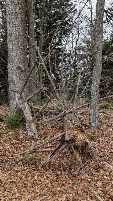 Umgefallener Baum mit abstehenden Ästen  wie ein Stachelschwein auf dem Boden liegend, Laub braun vom vorigen Jahr auf dem Boden, 
