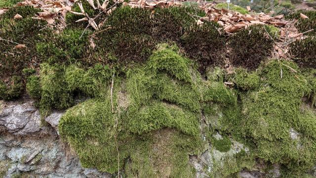 Felsbrocken mit Moos bewachsen, oben noch Blätter vom Herbst