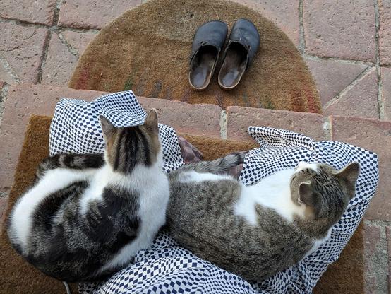 zwei getigertweiße Katzen sitzen auf untergeschlagenen Beinen