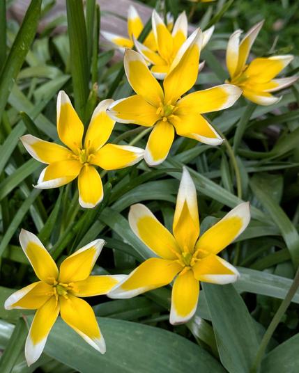 gelbweiß blühende Wildtulpen 