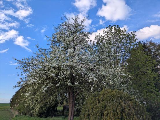 ein komplett weißer blühender Birnbaum
