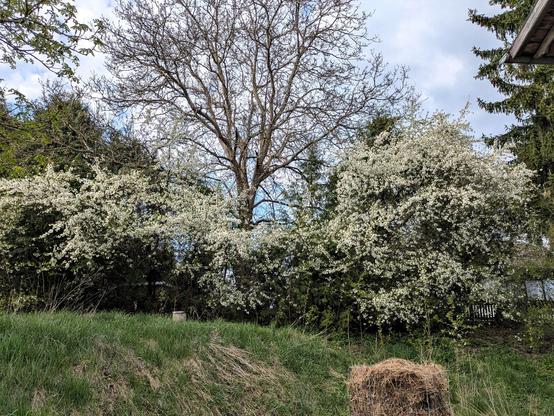 mehrere weiß blühende Wildkirschenbäume