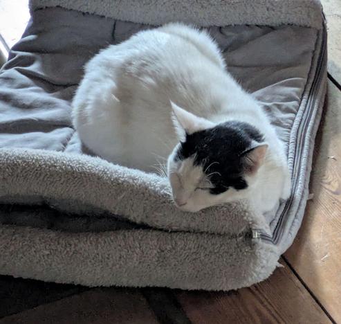 eine fast ganz weiße Katze schläft und hat ihren Kopf auf dem Rand eines Kissen abgelegt 