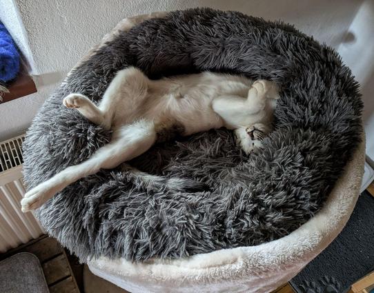 ein kleiner weißgetigerter Kater liegt auf dem Rücken in einem Kuschelkissen und die hinteren Beine ragen in die Luft und über das Kissen raus 