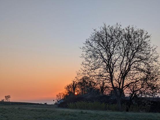 hinter kahlen Laubbäumen geht die Sonne auf. oranger Horizont