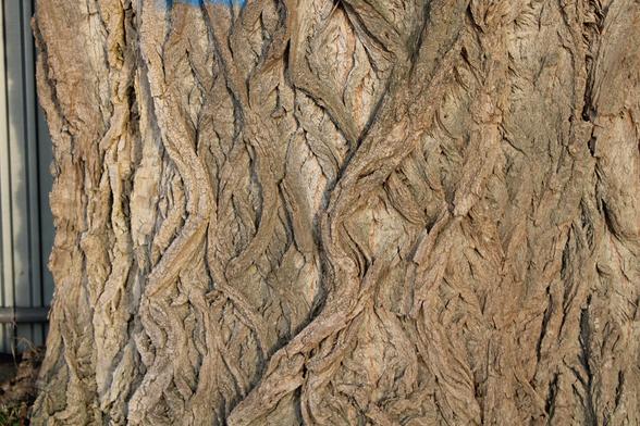 Baum mit Rinde, die selbst wie Wurzeln auf der Oberfläche gestaltet ist.