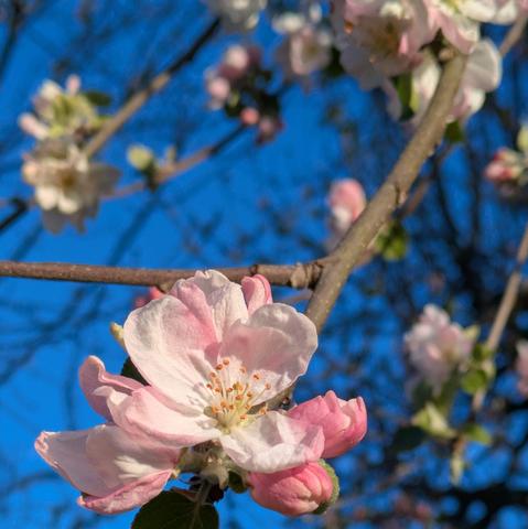 eine geöffnete und mehrere andere Apfelblüten vor blauem Himmel