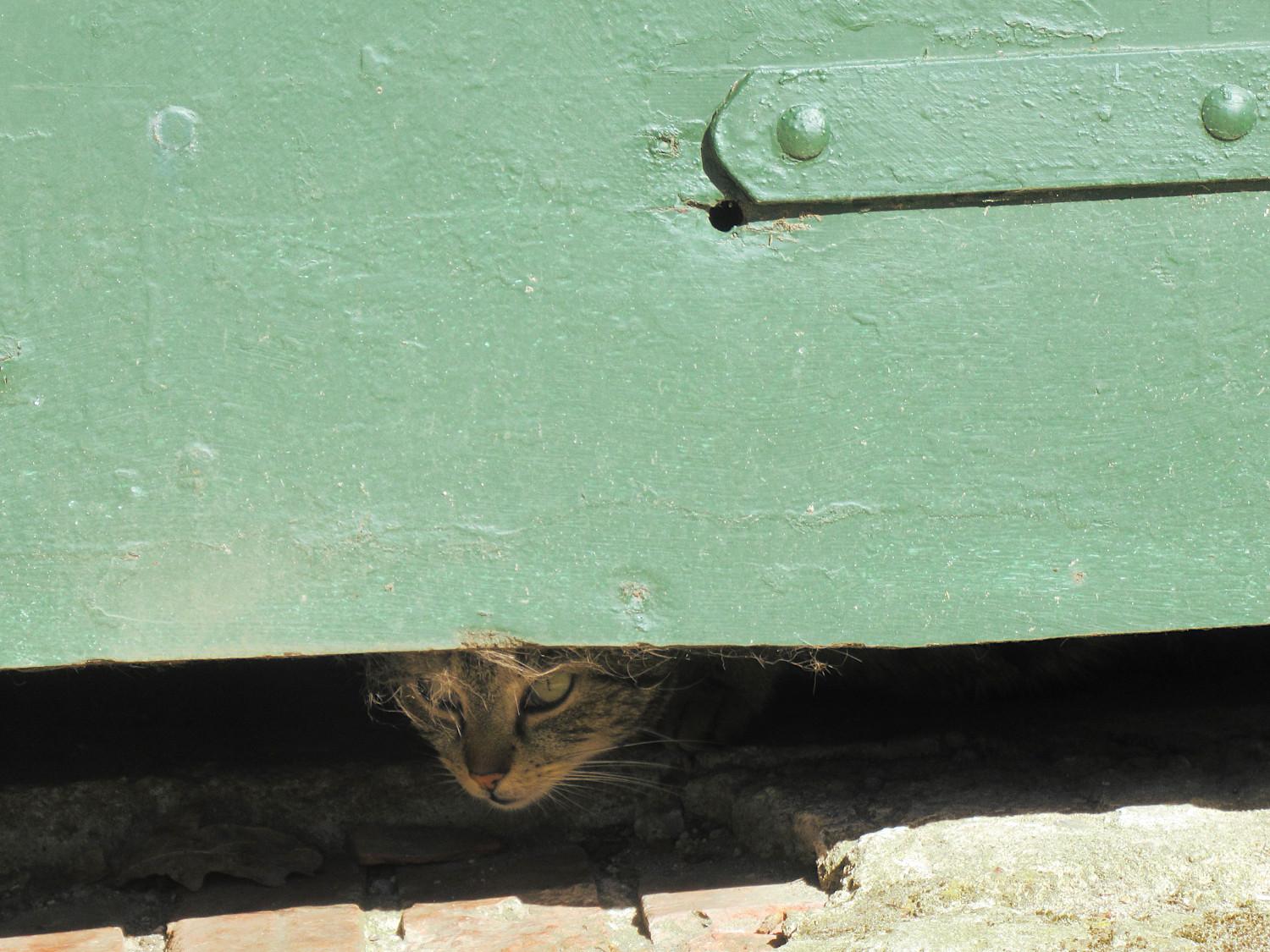 Unter einer alten, grünen Holztür schaut eine getigerte Katze hindurch. Wir sehen nur einen Teil ihres Köpfchens.