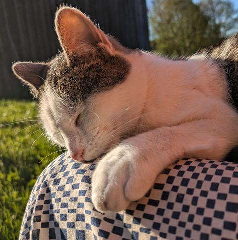 Eine weißgetigerte Katze hat ihren Kopf mit geschlossenen Augen und einer Pfote auf Beinen liegen 