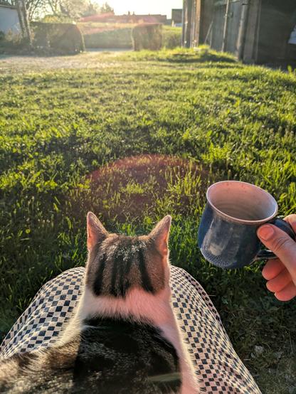 eine Katze liegt auf Beinen, eine blaue Kaffeetasse und niedrige Morgensonne 