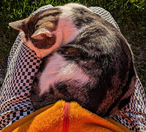 eine weißgetigerte Katze liegt zusammen gerollt auf Beinen 