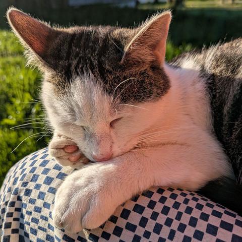 Eine weißgetigerte Katze hat ihren Kopf mit geschlossenen Augen und zwei Pfoten auf Beinen liegen 