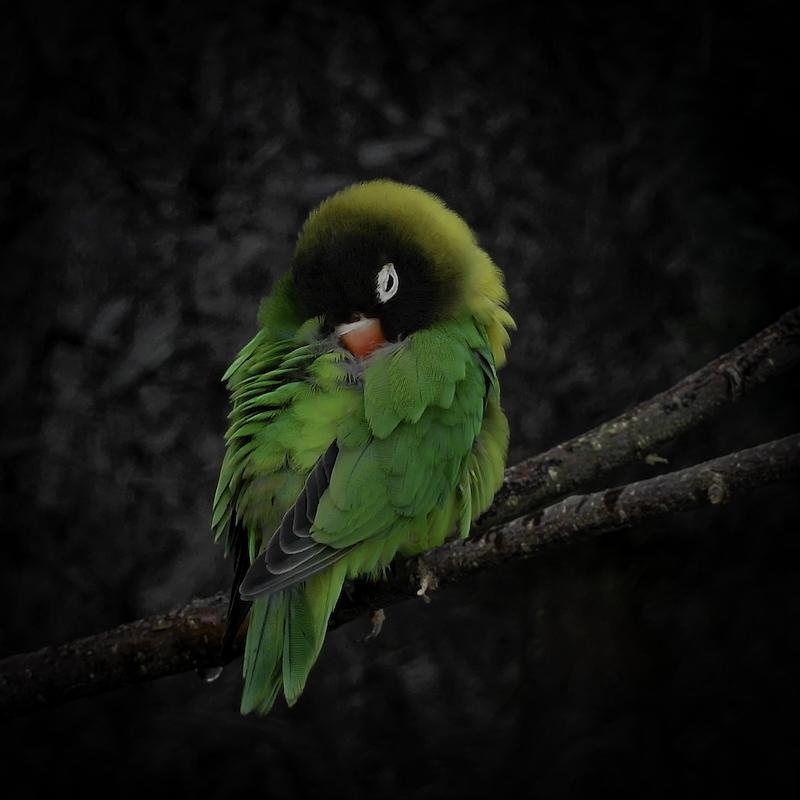 Das Foto zeigt ein schlafendes "Schwarzköpfchen" auf einen Ast sitzend. Der bunte Vogel ist eine Art der Unzertrennlichen.
