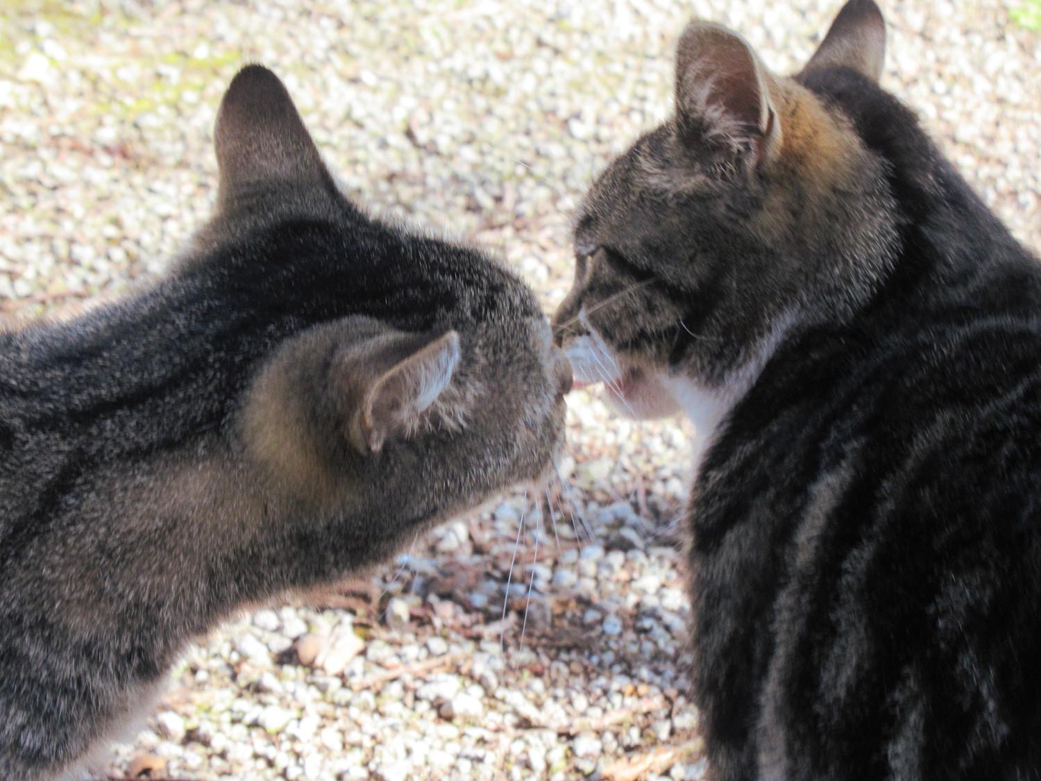 Köpfe zweier getigerter Katzen nah beiander wie beim Küsschen-Geben