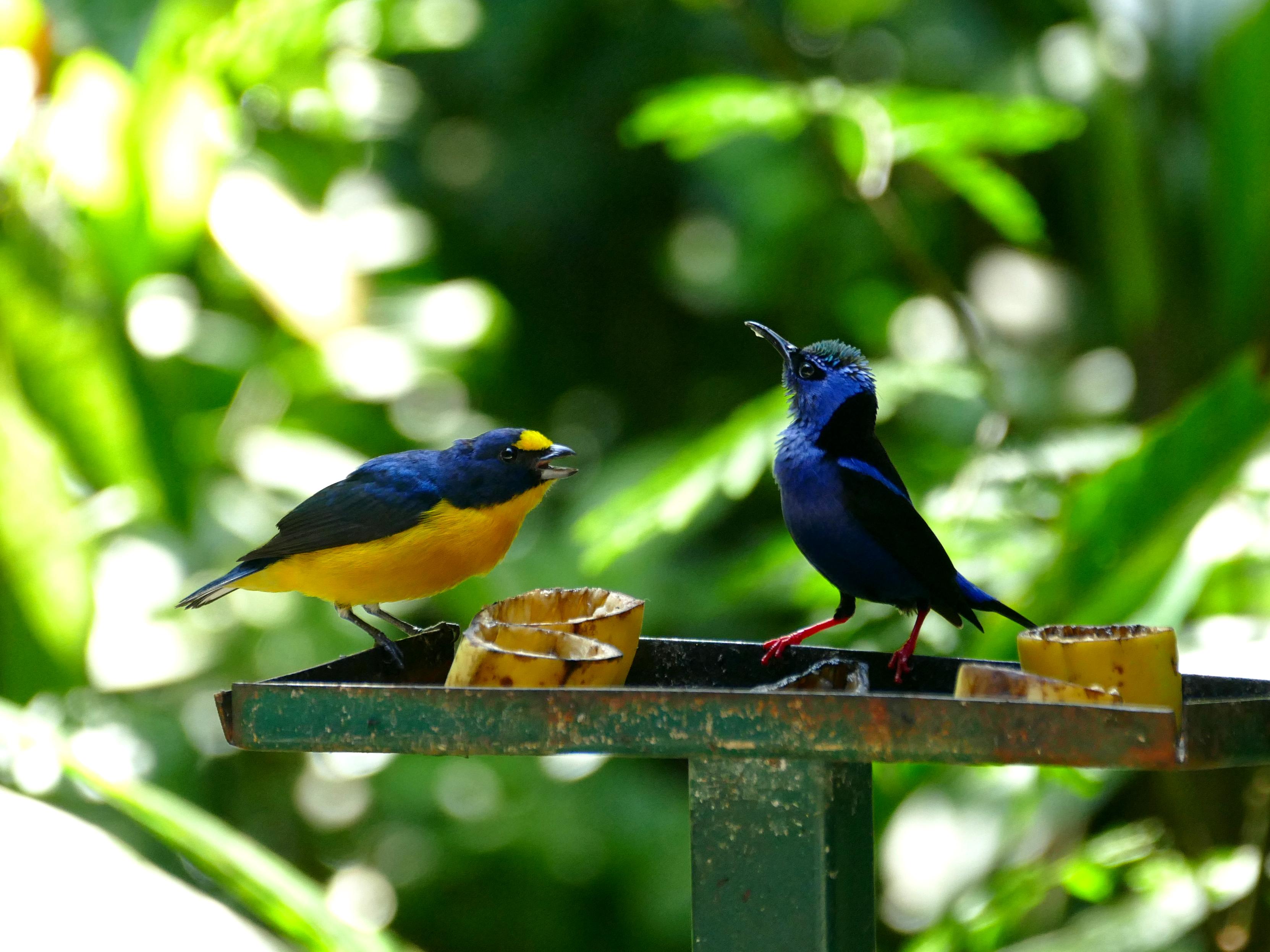 Eine Futterplattform aus Metall, auf der mehrere nahezu leergefutterte Bananenscheiben liegen. Links am Rand steht ein männlicher Schwalbenorganist (Euphonia hirundinacea), der mit vorgerecktem Kopf einen männlichen Türkisnaschvogel (Cyanerpes cyaneus) anpiept. Dieser steht in der Mitte der Plattform und hat den Kopf nach oben gestreckt. Von seinem Schnabel tropft Fruchtsaft. 
Der Türkisnaschvogel wird zwischen 12 und 13 Zentimeter groß und bis zu 14 Gramm schwer. Der leicht gekrümmte Schnabel ist schwarz. Es besteht ein Sexualdimorphismus. Das Prachtkleid des Männchens ist violett-bläulich gefärbt. Die Flügel, der Schwanz und der Rücken sind schwarz gefärbt. Die Beine weisen eine rote Färbung auf. Die Oberseite des Kopfes ist türkis gefärbt. Die Unterseite der Flügel, die man nur im Flug sehen kann, weist eine zitronengelbe Färbung auf. Nach der Paarungszeit mausert sich das Männchen in ein dunkleres, grünliches Gefieder mit schwarzen Flügeln. 
Der Schwalbenorganist ist ein kleiner Vogel mit spitzen Flügeln, einem kurzen Schnabel und einem kurzen Schwanz. Die Männchen dieser Art haben ein dunkles, glänzendes, blauschwarzes Rückengefieder mit Ausnahme einer gelben Stirnpartie sowie eine leuchtend gelbe Unterseite.