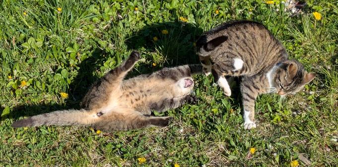 eine weißgetigerte Katze läuft von eine graugetigerte Katze weg, die auf dem Boden auf dem Rücken liegt und ihr Maul weit aufgerissen hat 