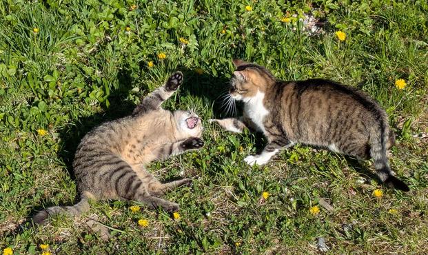 eine weißgetigerte Katze läuft auf eine graugetigerte Katze zu, die auf dem Boden auf dem Rücken liegt und ihr Maul weit aufgerissen hat 